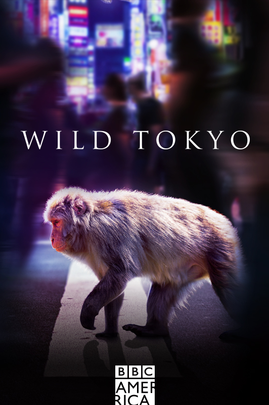 amcplus_Wild_Tokyo_series_boxcover