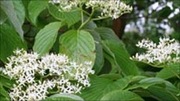 _52298599_cornus_controversa