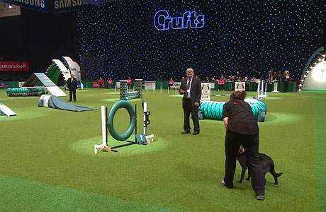 bbc crufts