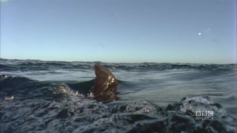 16764841001_1595257093001_PlnaetEarth-Predator-Clip-WebTeam-H264-Widescreen-1920x1080_1920x1080_537740867959