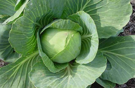 Cabbage