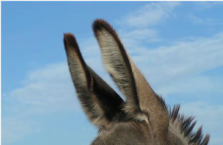 Donkey Ears, NEW