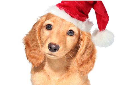 Dachshund puppy