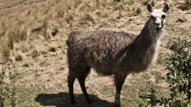 llama-featured2