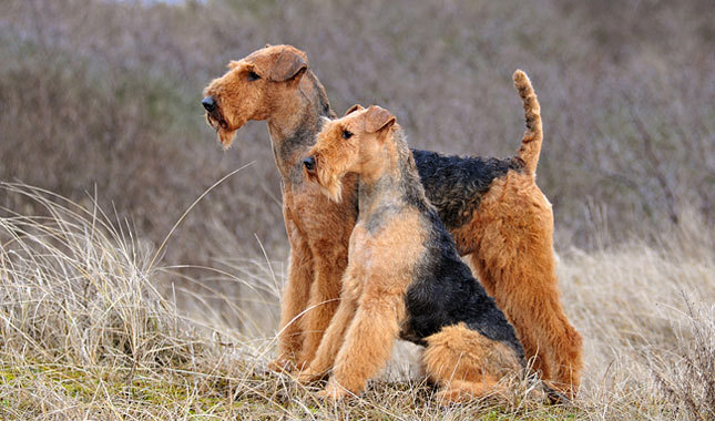 10 Most British Dog Breeds Anglophenia BBC America