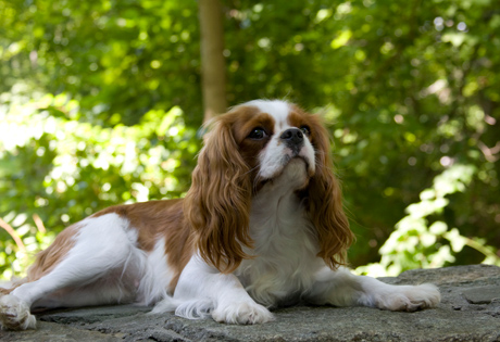 types of dogs in english