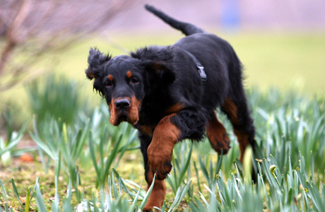 english hunting hound