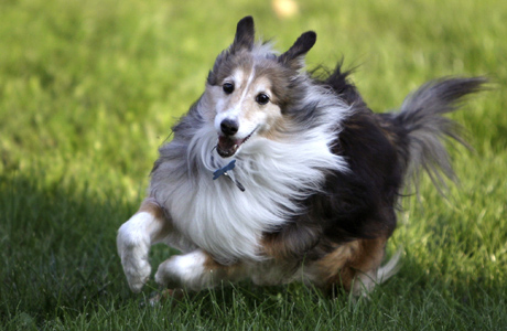 english dog breeds pictures