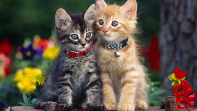 460x300_cats
