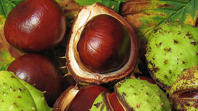 Conkers