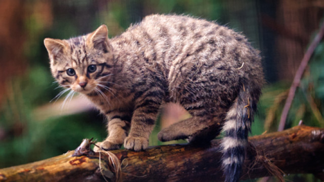 Highland Kitten, II