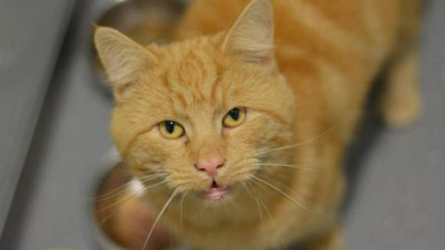Oyster the Cat