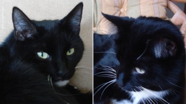 Cat Burglar Cats