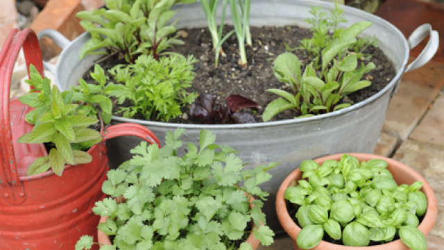 Herbs
