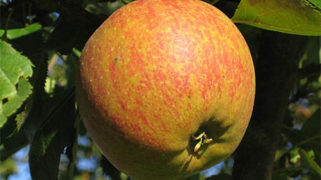 Cox’s Orange Pippin