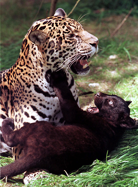 Snapshot: 16 Photos of Great Britain’s Jaguar Then and Now