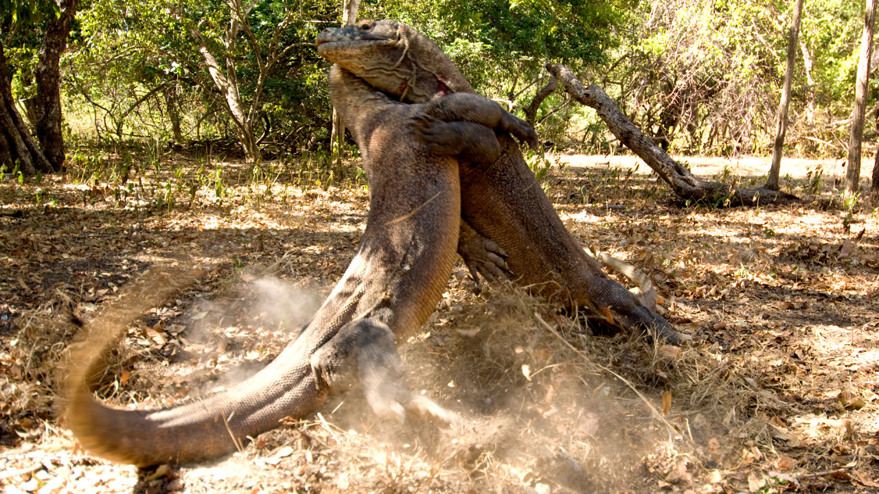 Life: Reptiles and Amphibians | BBC America