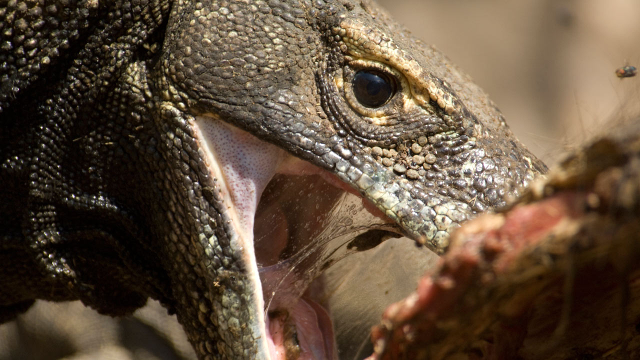 Life: Reptiles and Amphibians | BBC America