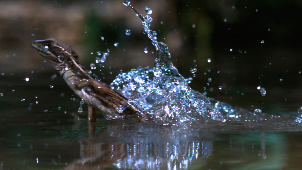 Life: Reptiles and Amphibians | BBC America