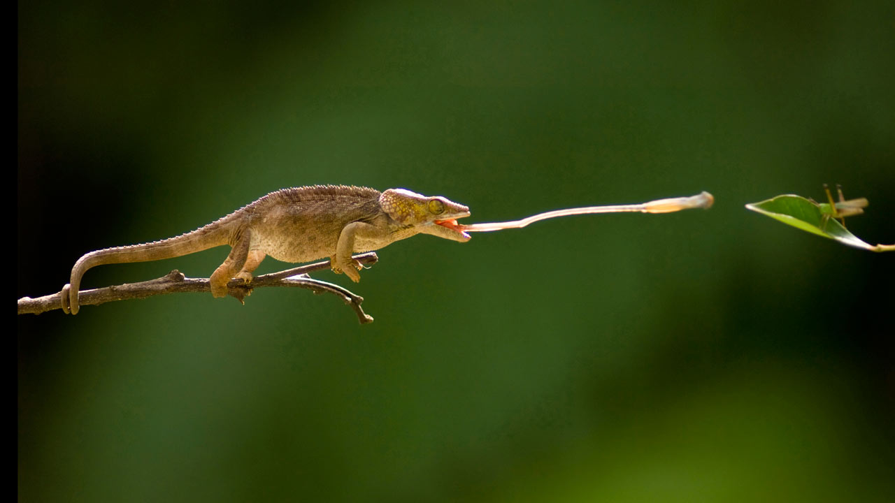 Life: Reptiles and Amphibians | BBC America