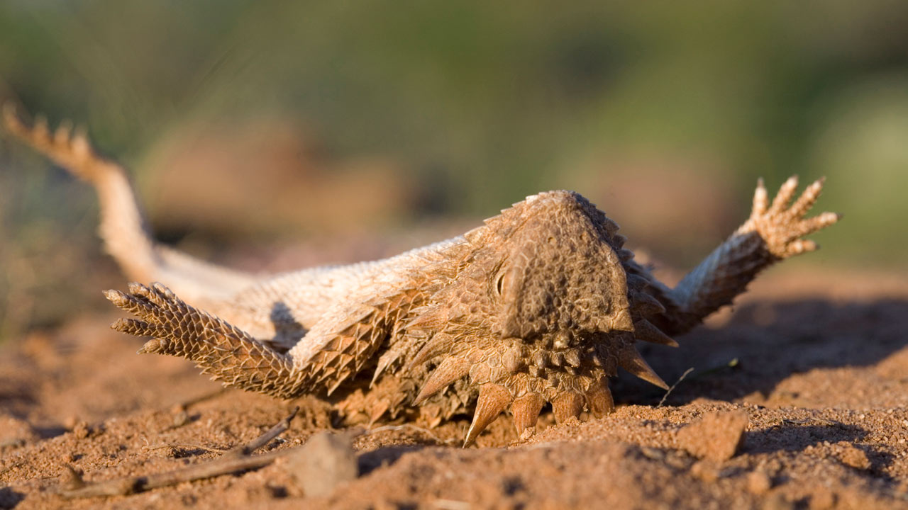 Life: Reptiles and Amphibians | BBC America