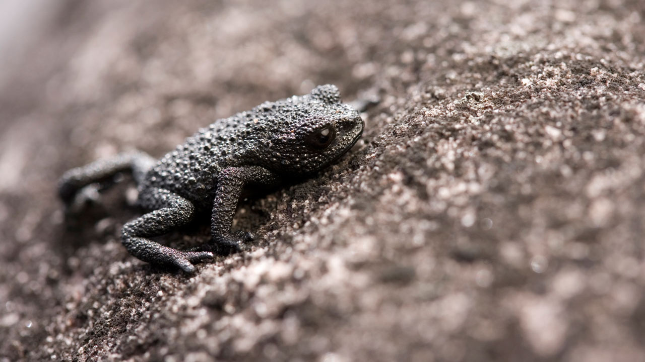Life: Reptiles and Amphibians | BBC America