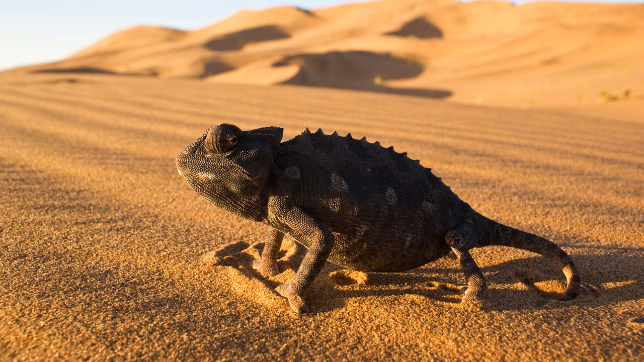 Life: Reptiles and Amphibians | BBC America