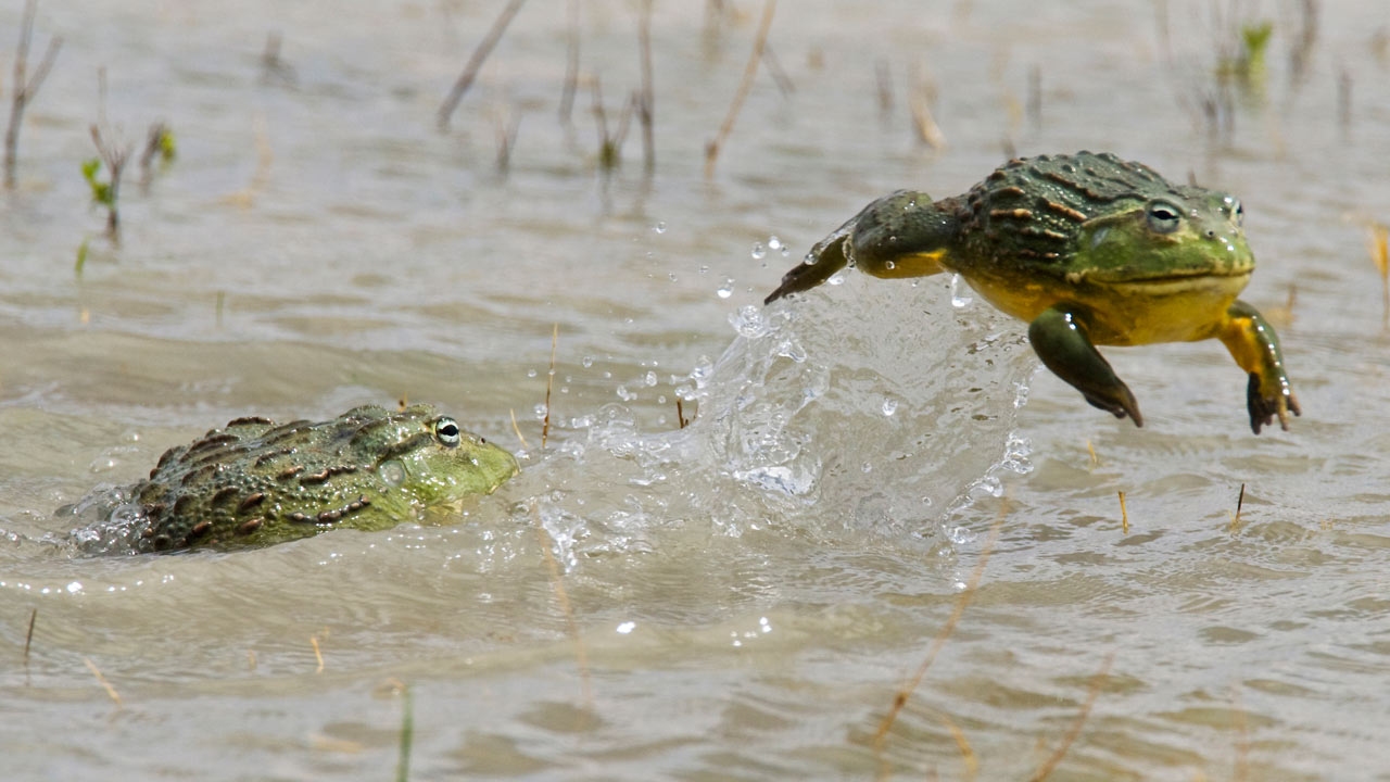 Life: Reptiles and Amphibians | BBC America