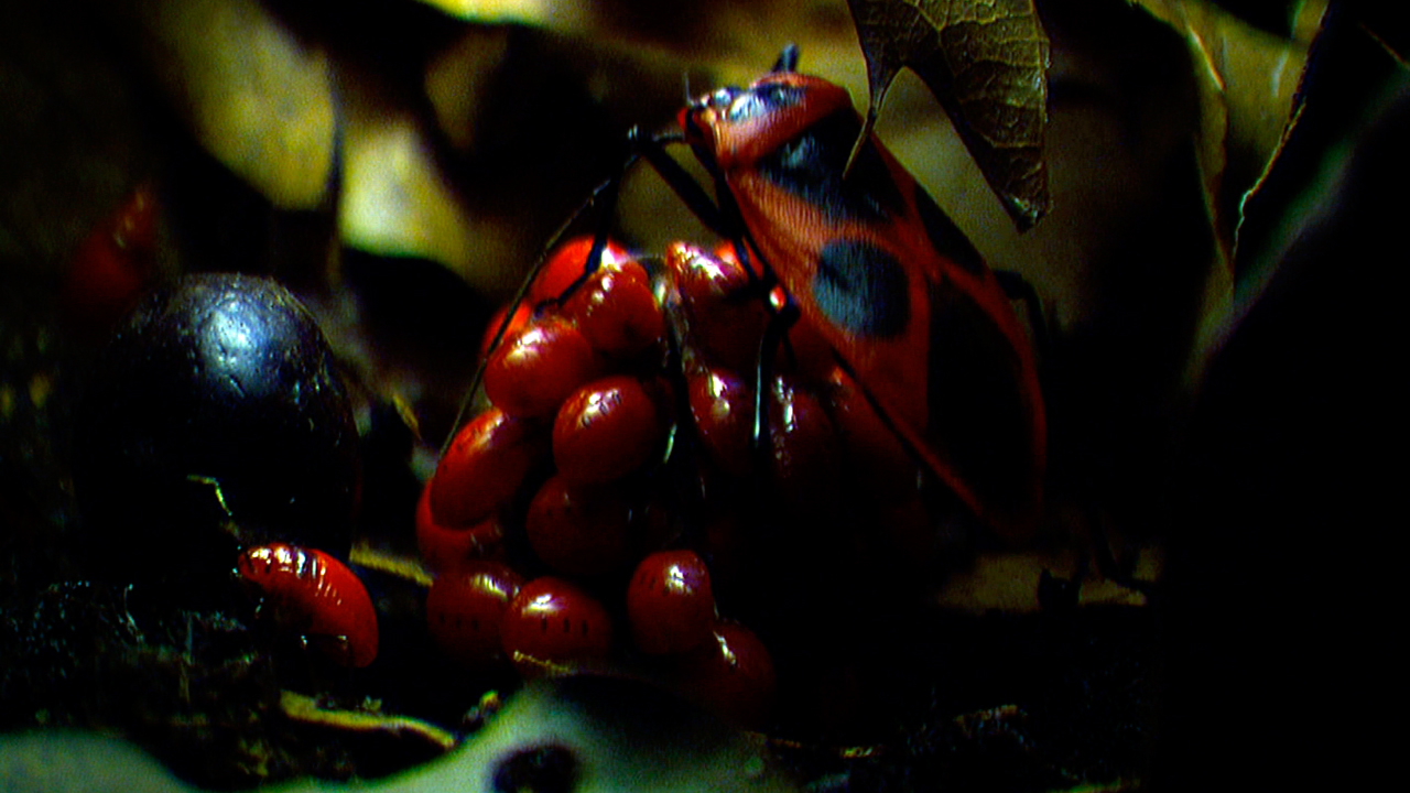 Life: Insects | BBC America