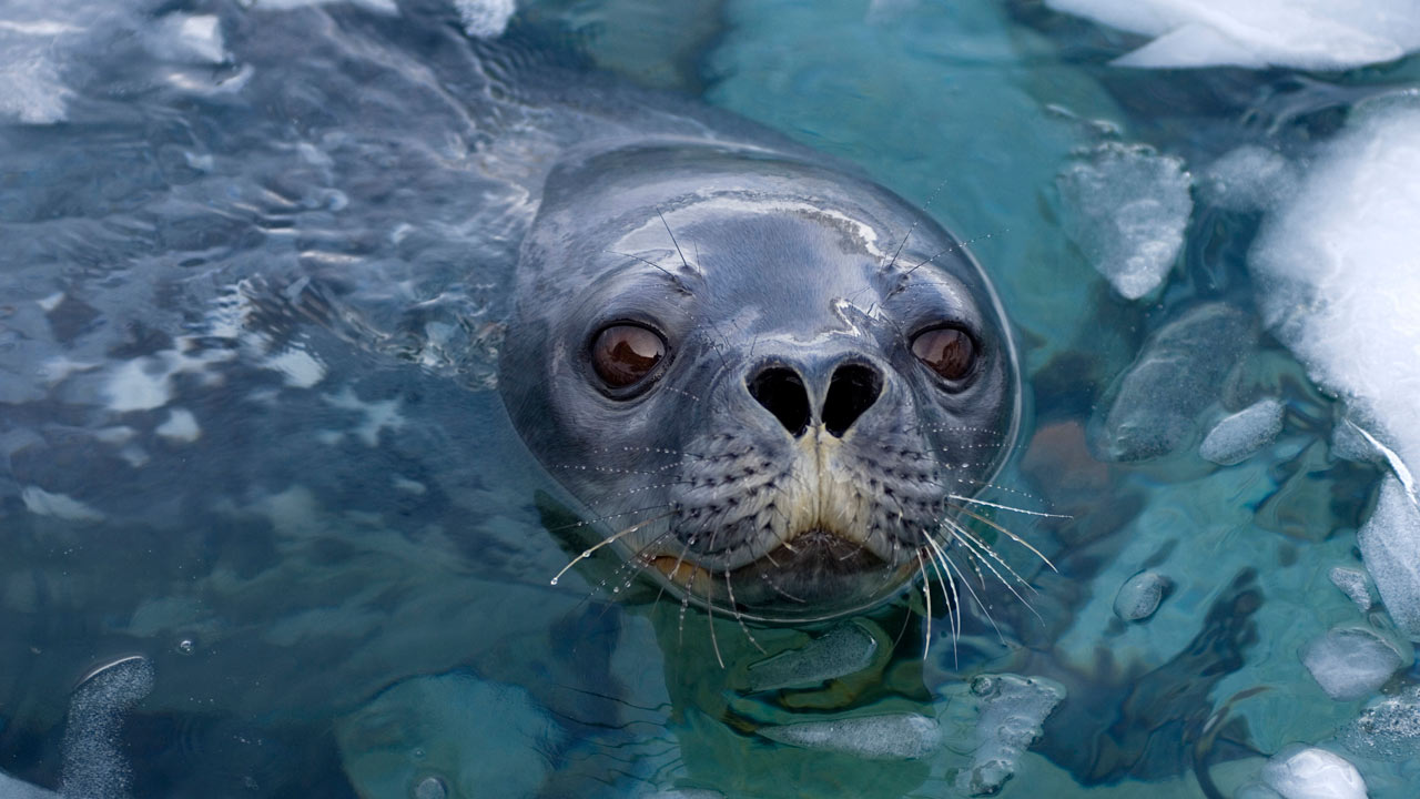 Life: Mammals | BBC America