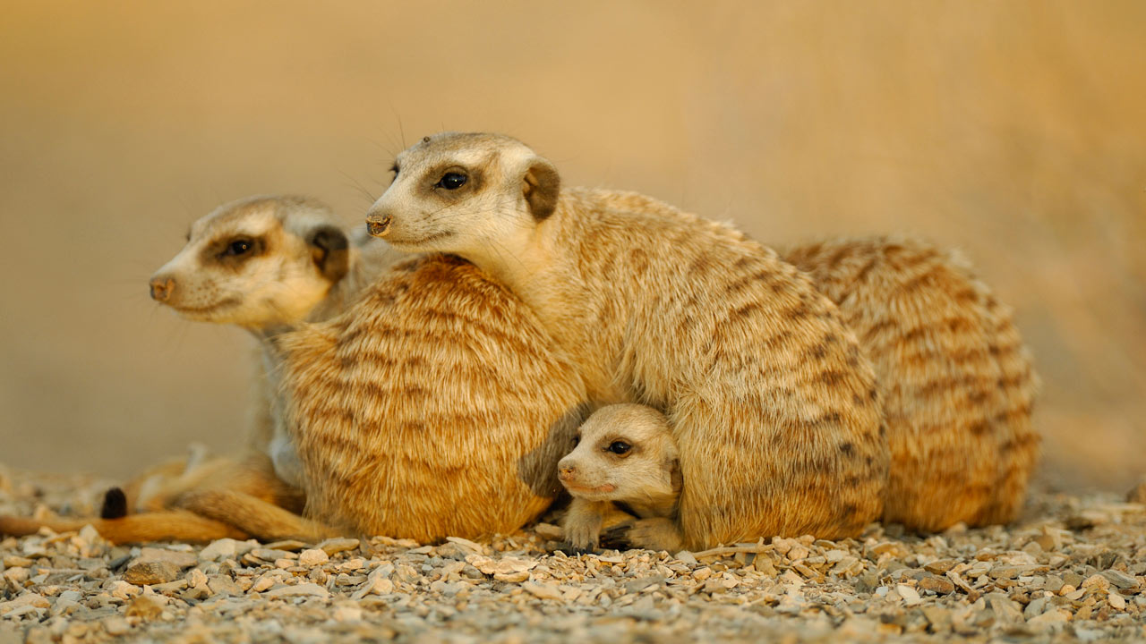 Life: Mammals | BBC America