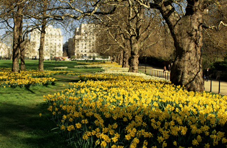 Daffodiles in Green Park, London, England, United Kingdom. (Ellen Rooney/Robert Harding /AP Images)