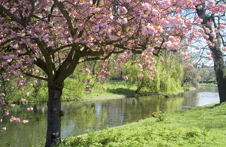 Blossom, Regents Park, London, England, United Kingdom, Europe (Ethel Davies/Robert Harding /AP Images)