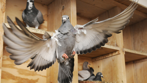 Homing Pigeons have been known to fly 700 miles in a day. (AP Photo/Herald-Times Reporter, Jaslyn Gilbert)