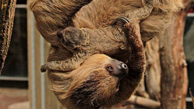 London zoo sloths