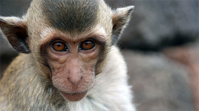 A Crab-Eating Macaque