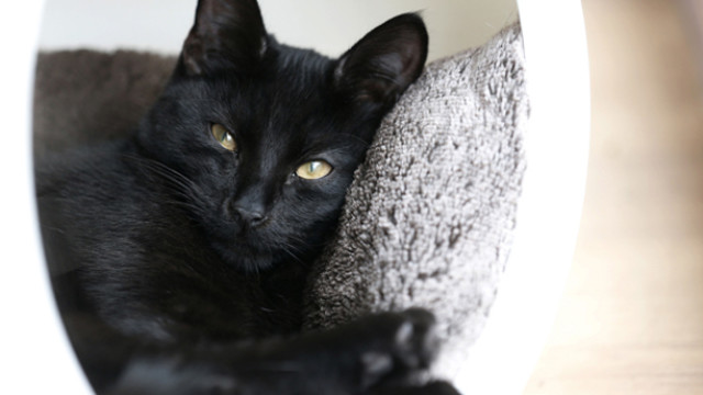 Britain Cat Cafe