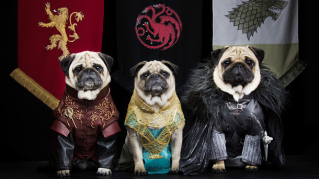 Game of Thrones Pugs: Couple Recreate Hit HBO Series With Their Three Dogs