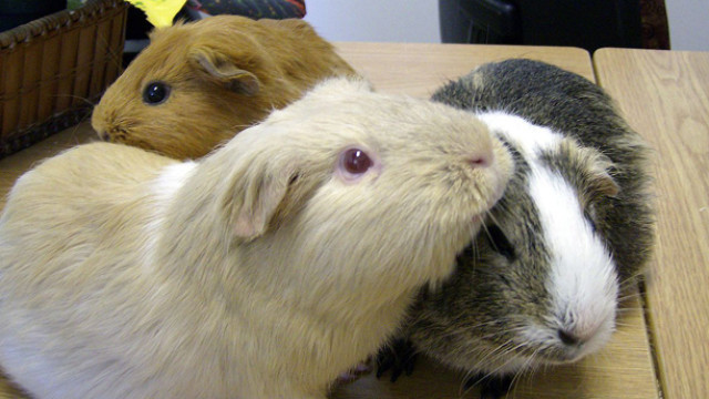 Three Guinea Pigs, WIKI