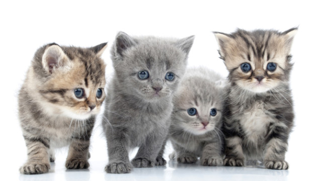 612x344_kittens