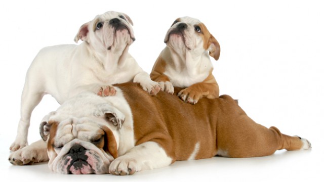612x344_englishbulldogs
