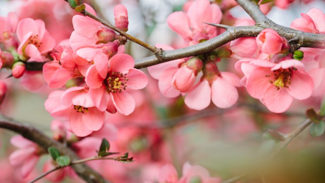 612x344_springblossoms