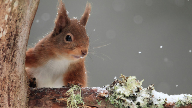 612x344_redsquirrel