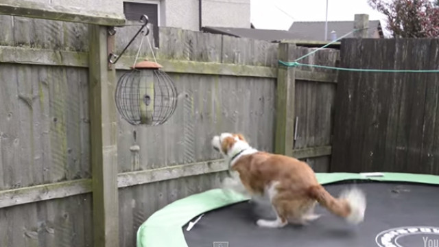 FenceWithDog