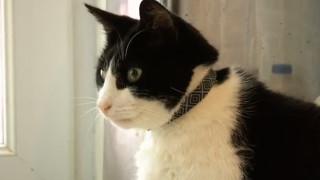 Mind the Cat  Oyster the Cat  Hitched a Ride on London Tube 