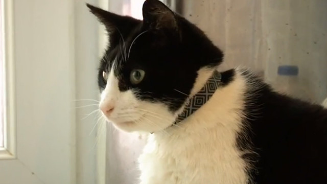 MerlintheMoggy