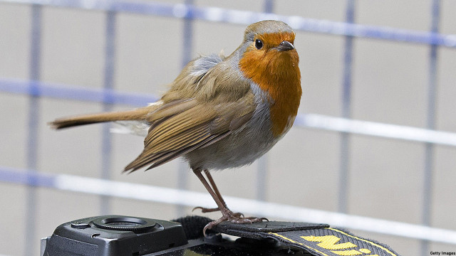 A robin, sitting on a camera (PIc: Justin Tallis/Getty Images)