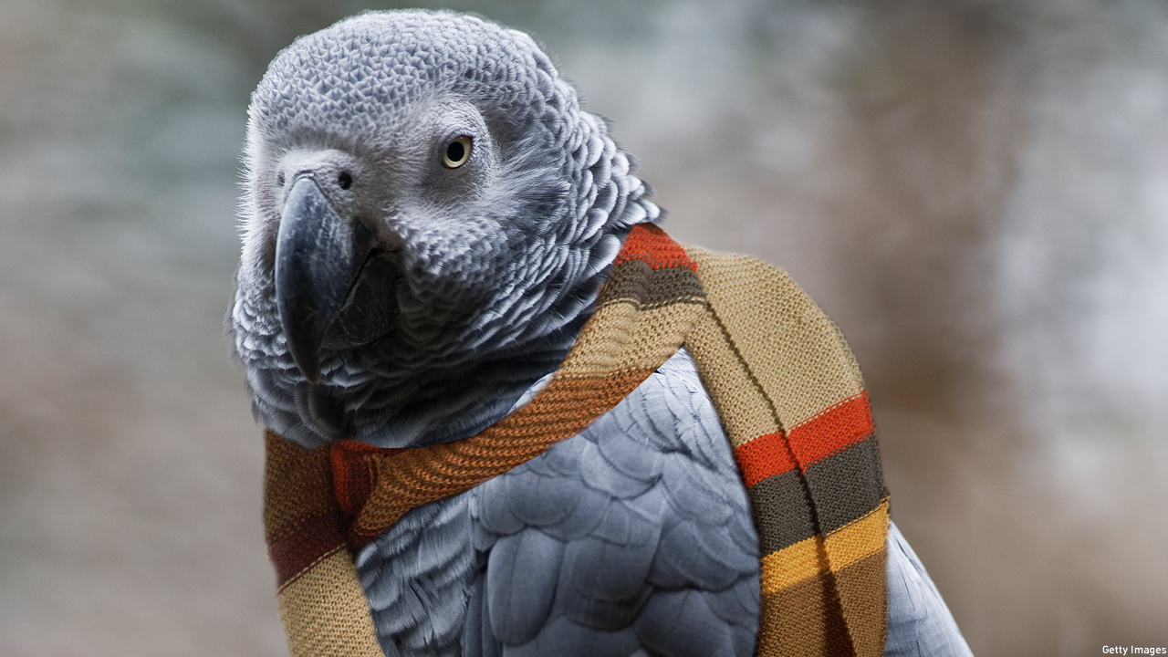 An African grey parrot in the Fourth Doctor's scarf (Pic: Ronaldo Schemidt/Getty Images)