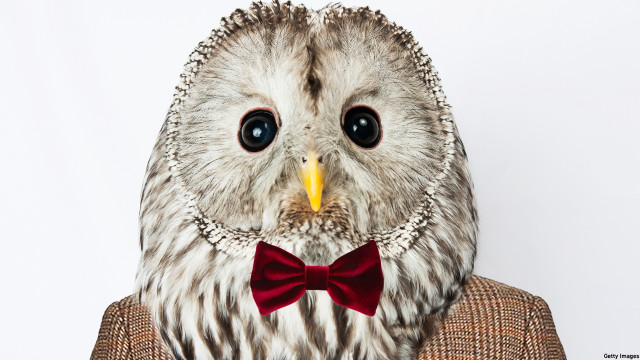 Doctor Hoo (Pic: Keith Tsuji/Getty Images)