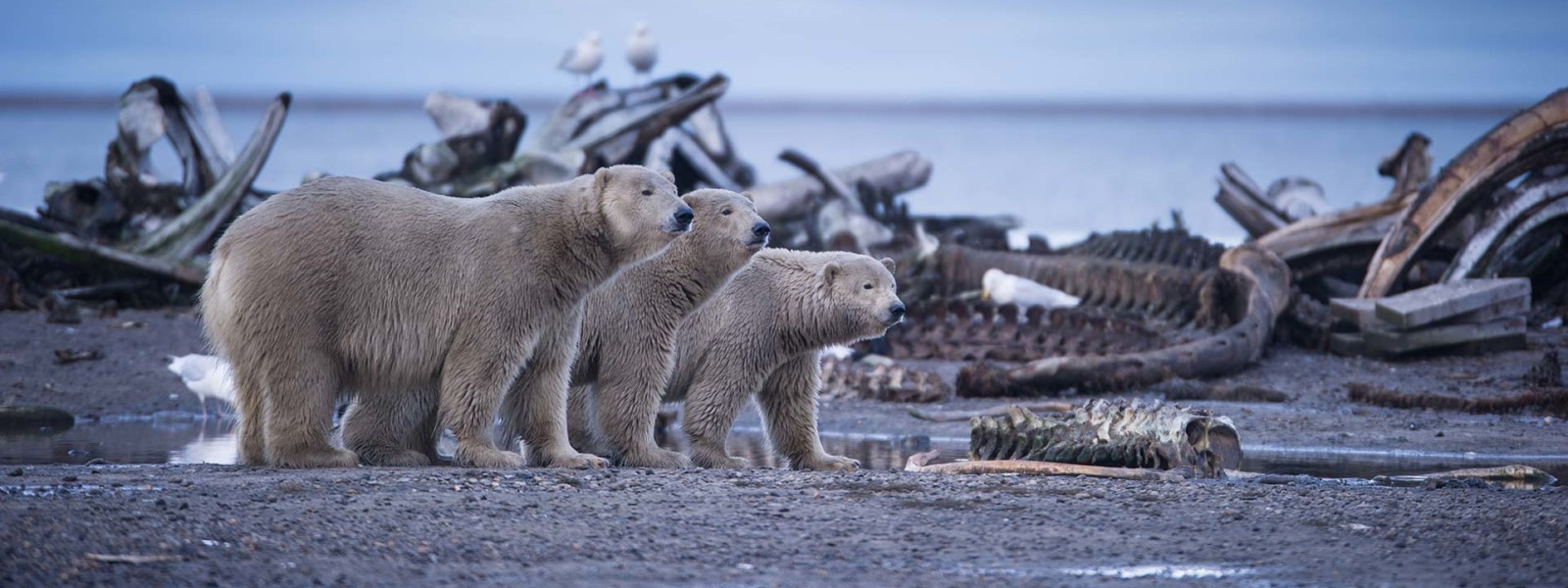 Wild Alaska BBC America